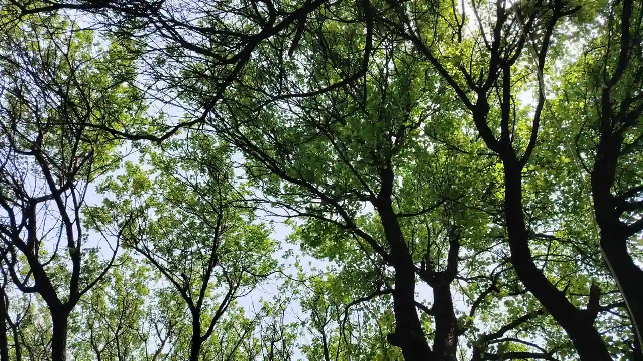关于色情APP的使用风险与注意事项说明